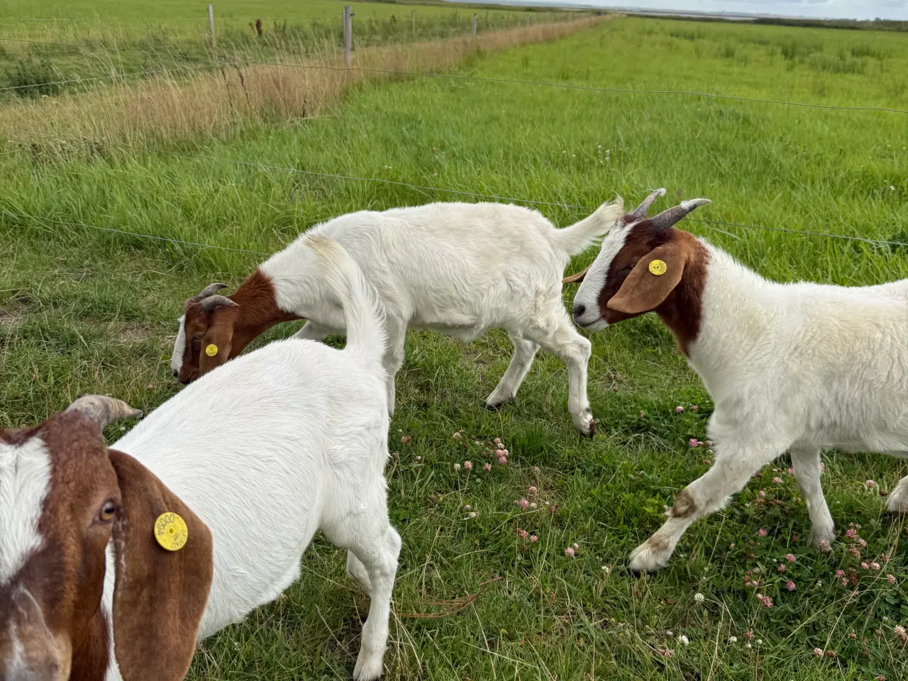 Billede 3 - Boer geder sælges