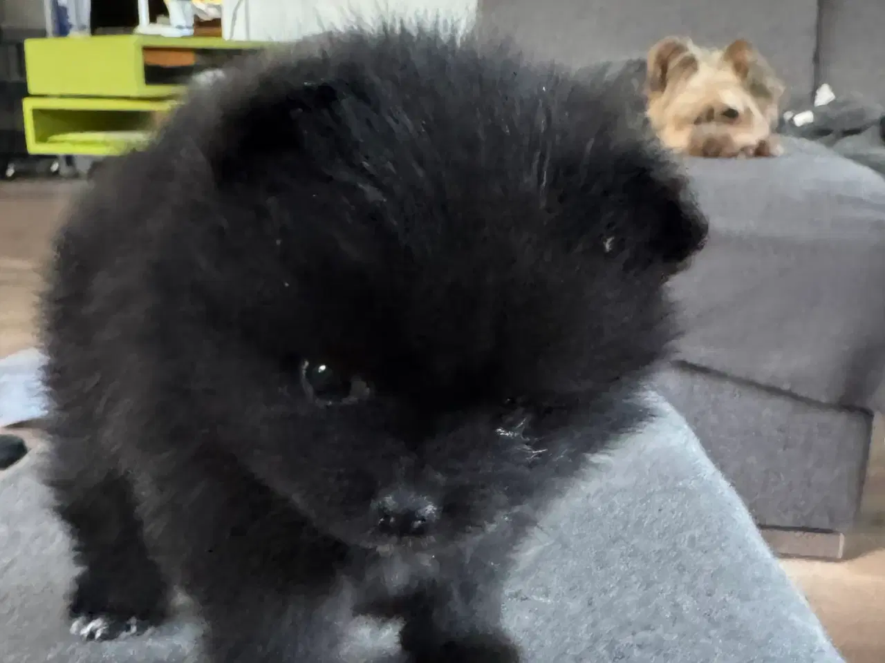 Billede 4 - Pomeranian hvalp