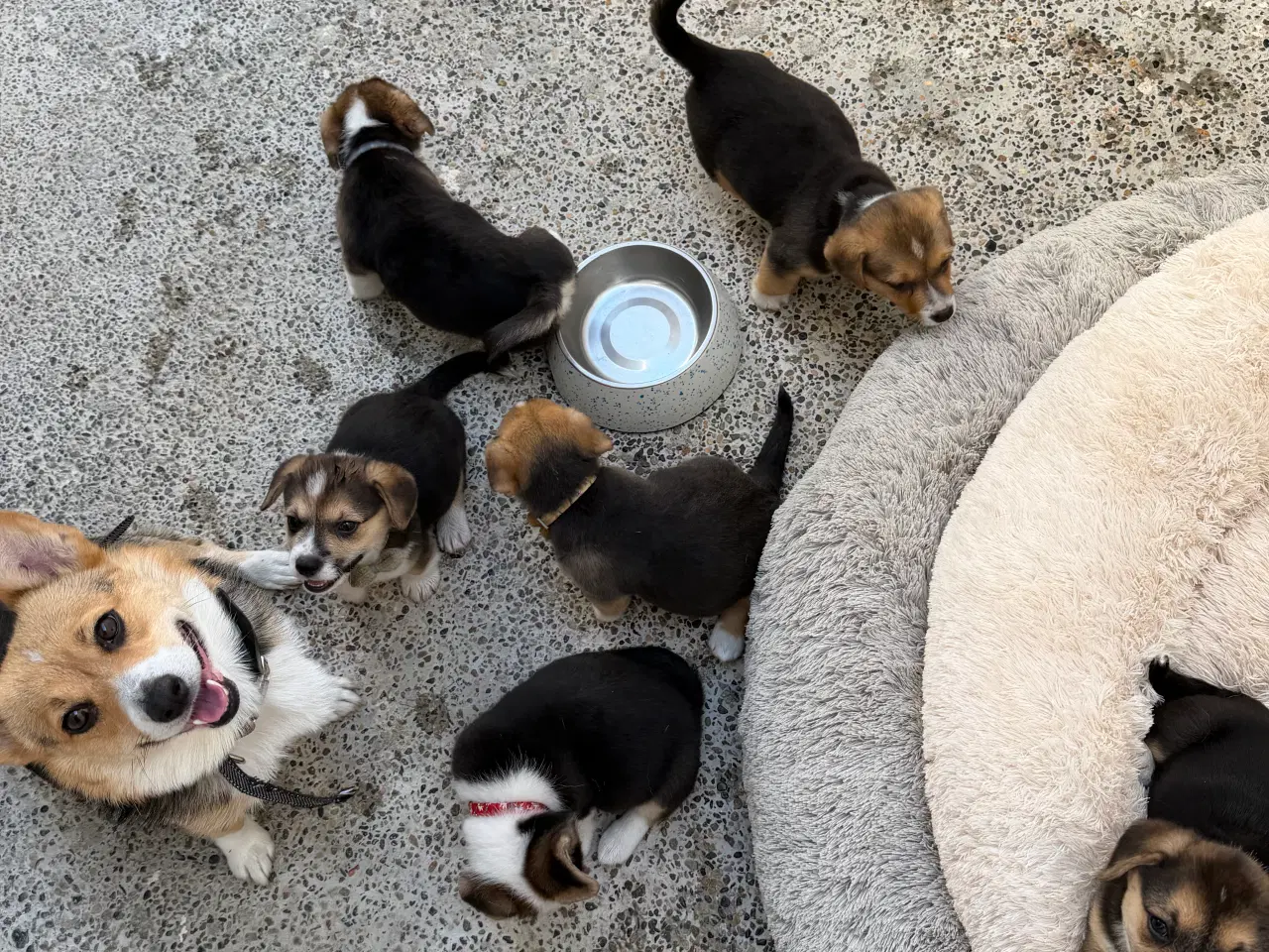 Billede 17 - Corgi Pembroke hundehvalpe