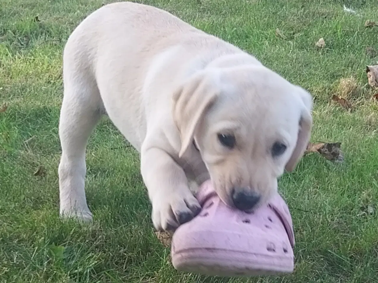 Billede 10 - Gule labrador hvalpe.