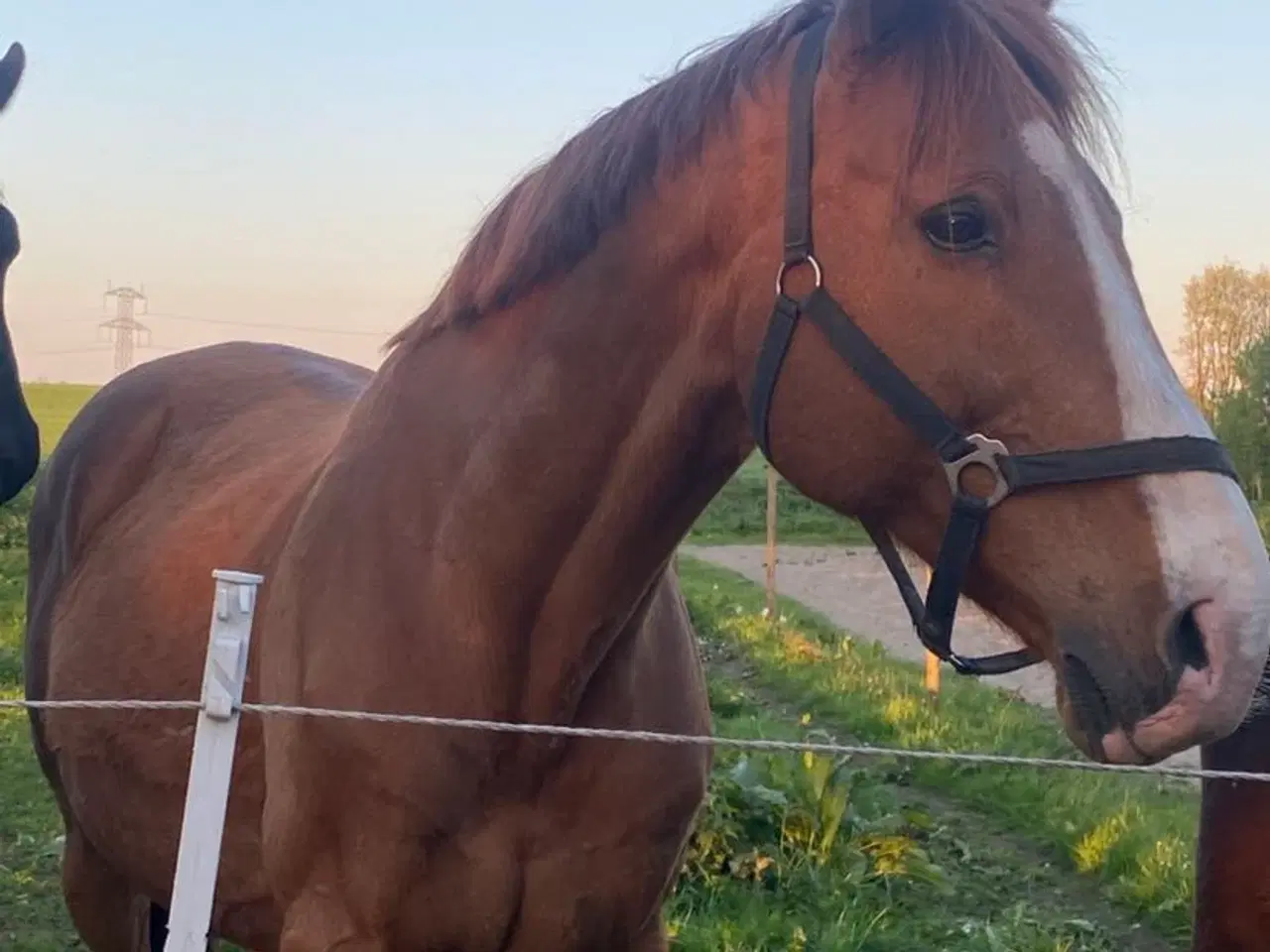 Billede 1 - Chance hest med charme