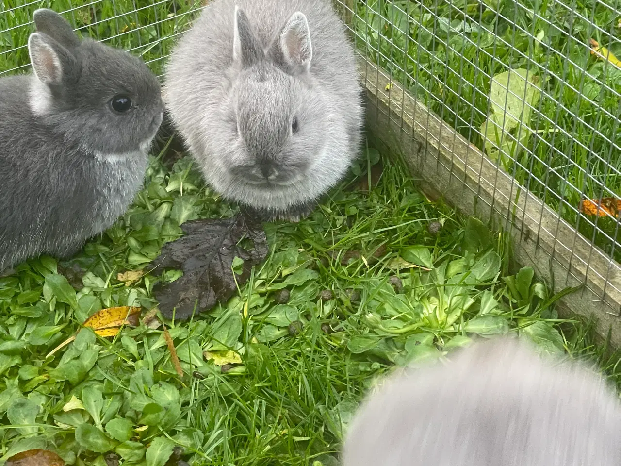 Billede 10 - Hermelin unger blå zobel og Z&W 