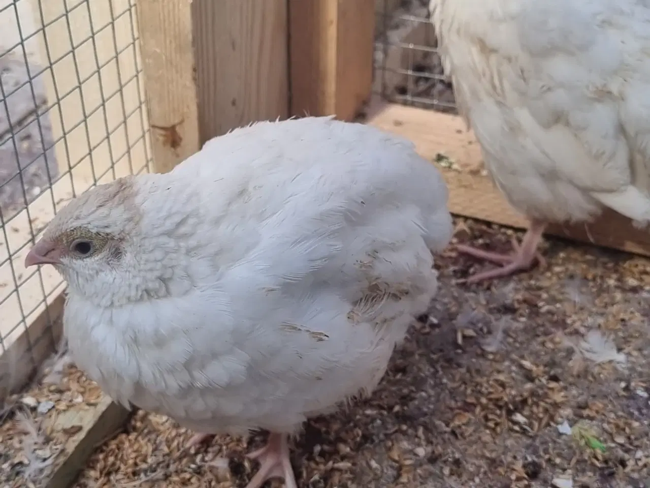 Billede 1 - Jumbo Vagtler