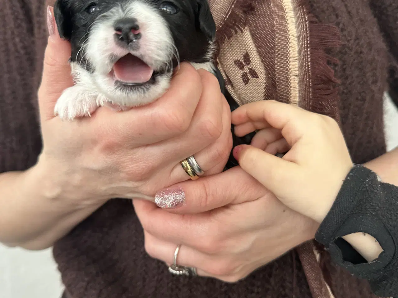 Billede 19 - Blødeste små hvalpe 