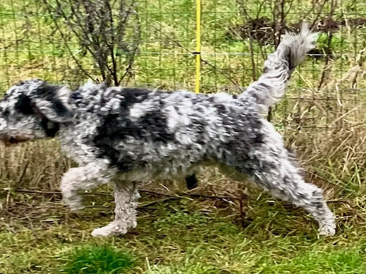 Billede 9 - Lagotto / Spansk Vandhund / Cocker