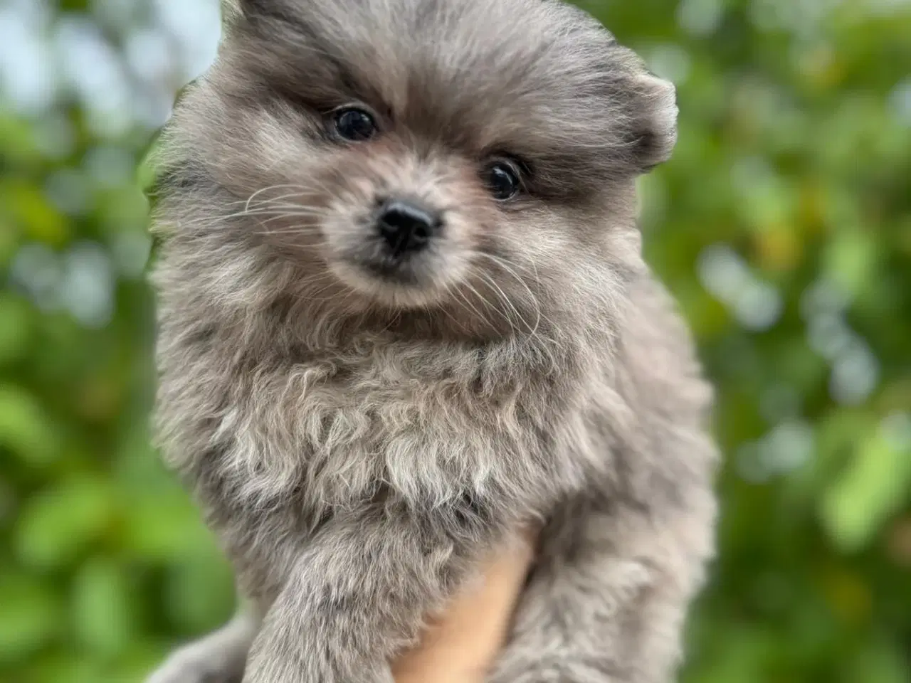Billede 2 - Pomeranian 