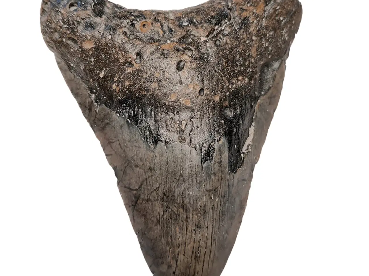 Billede 1 - Megalodon tand 13 cm