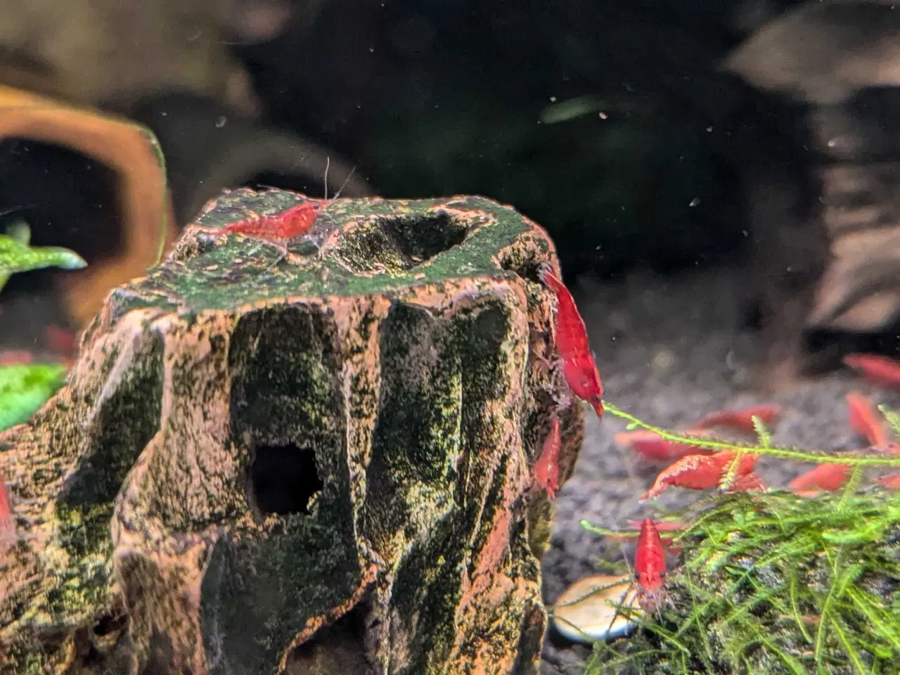 Billede 4 - Neocaridina Davidii, Fire Red rejer.