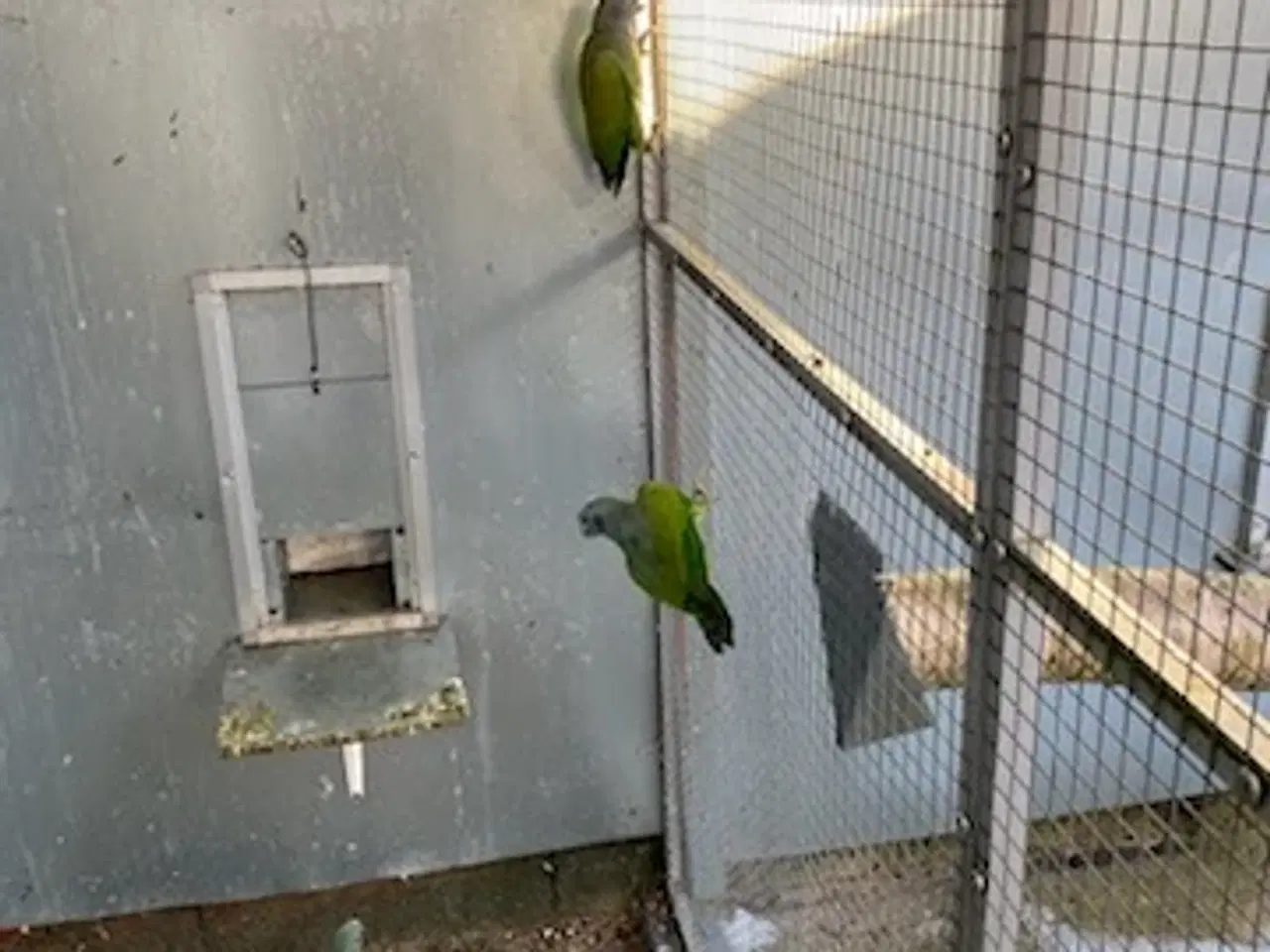 Billede 3 - Blåhovedet pionus