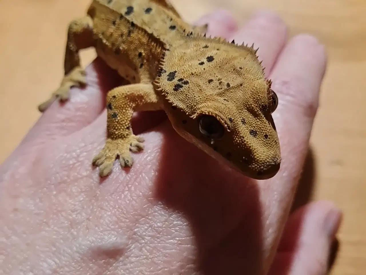 Billede 2 - Kronegekko med terrarie