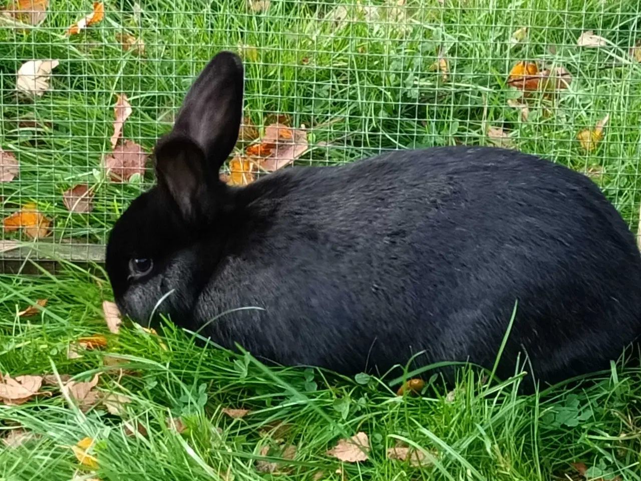 Billede 8 - Hvid Land/Holland