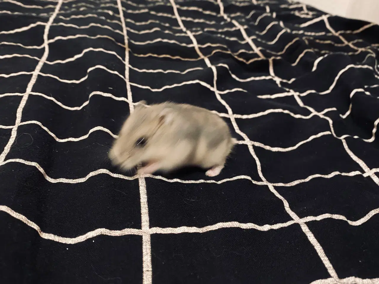 Billede 1 - Piger og drenge Hamster