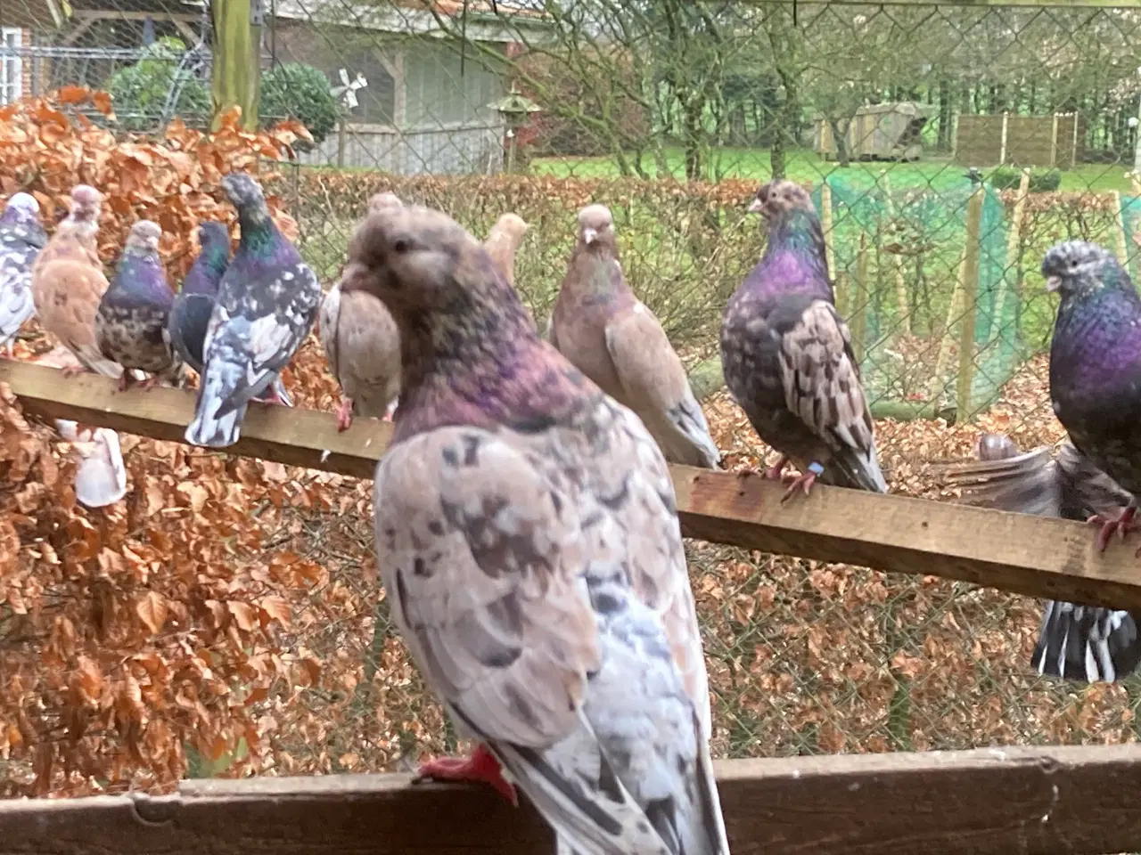 Billede 1 - Til salg 30 portugiser duer