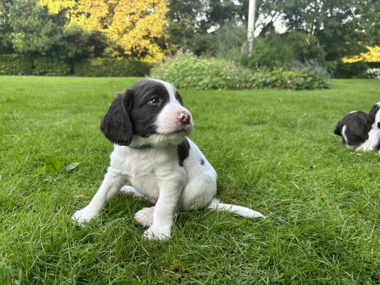 Billede 9 - FT Springer Spaniel hvalpe 