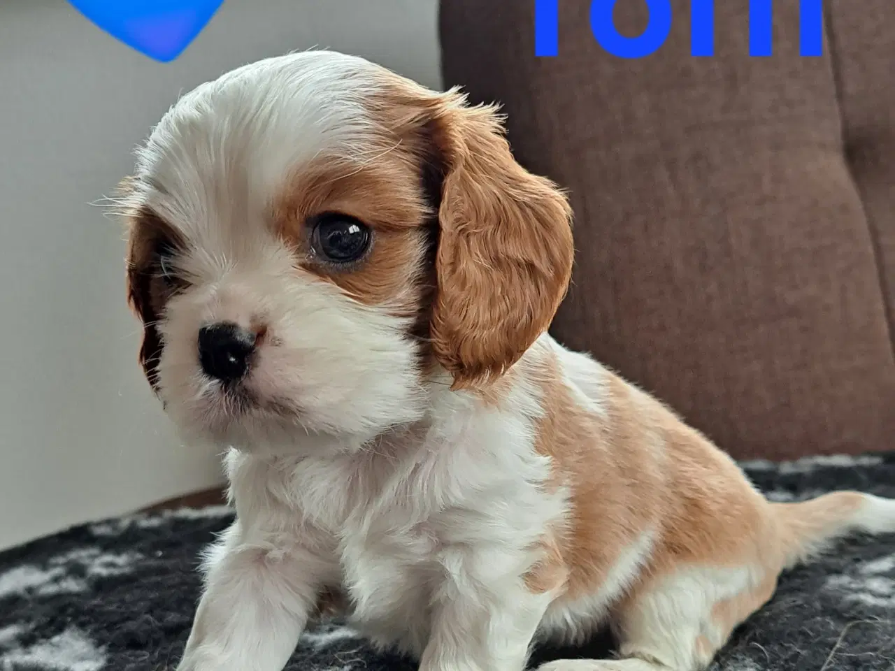 Billede 3 - Julegave - Cavalier King Charles Spaniel hvalpe