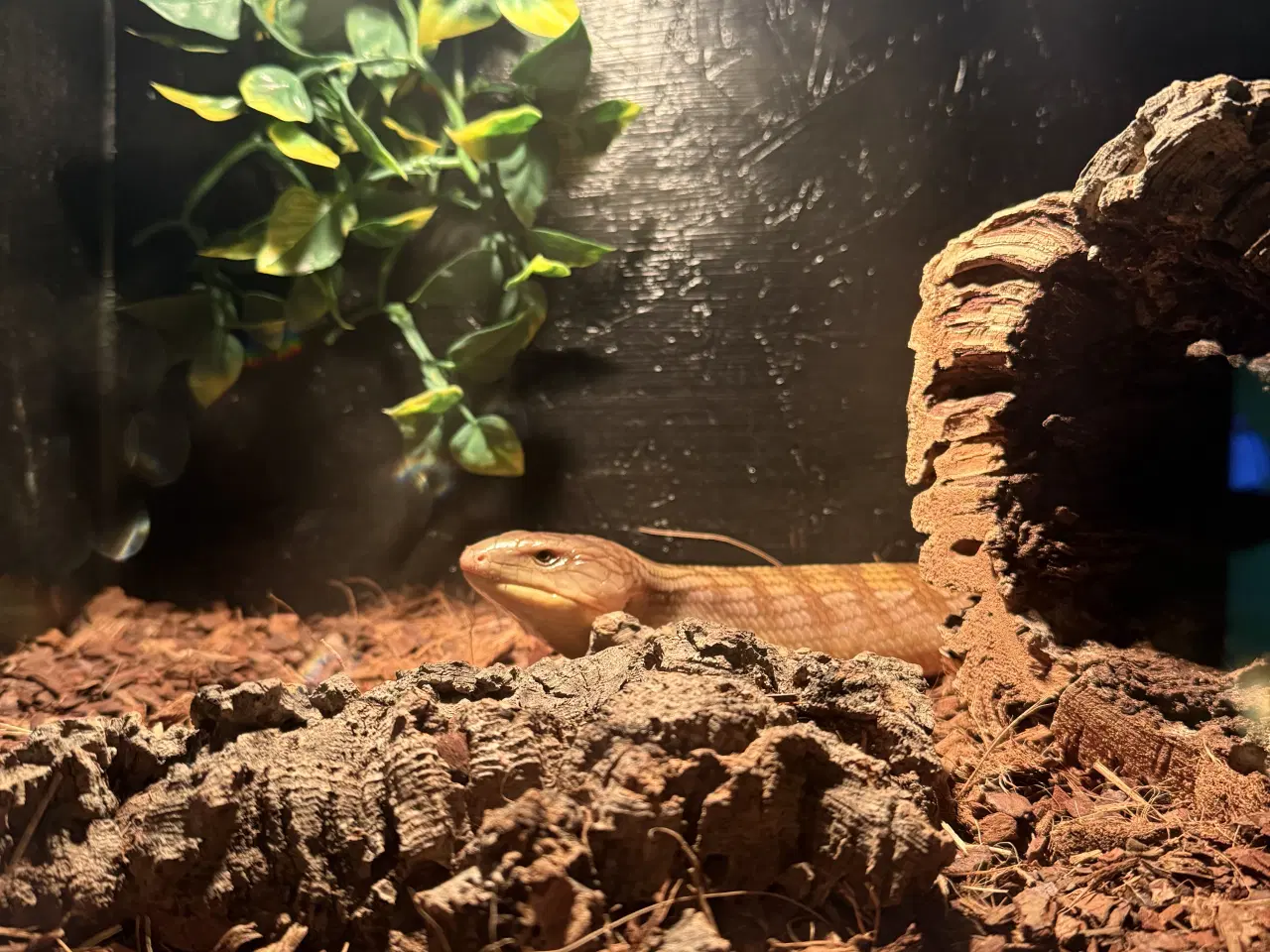 Billede 1 - Blåtunget skink 