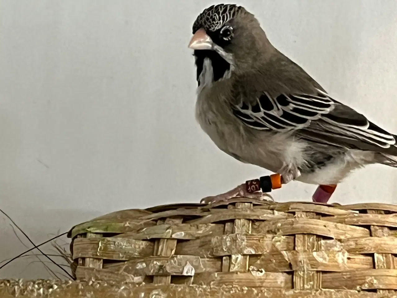 Billede 1 - Skægfinke par sælges