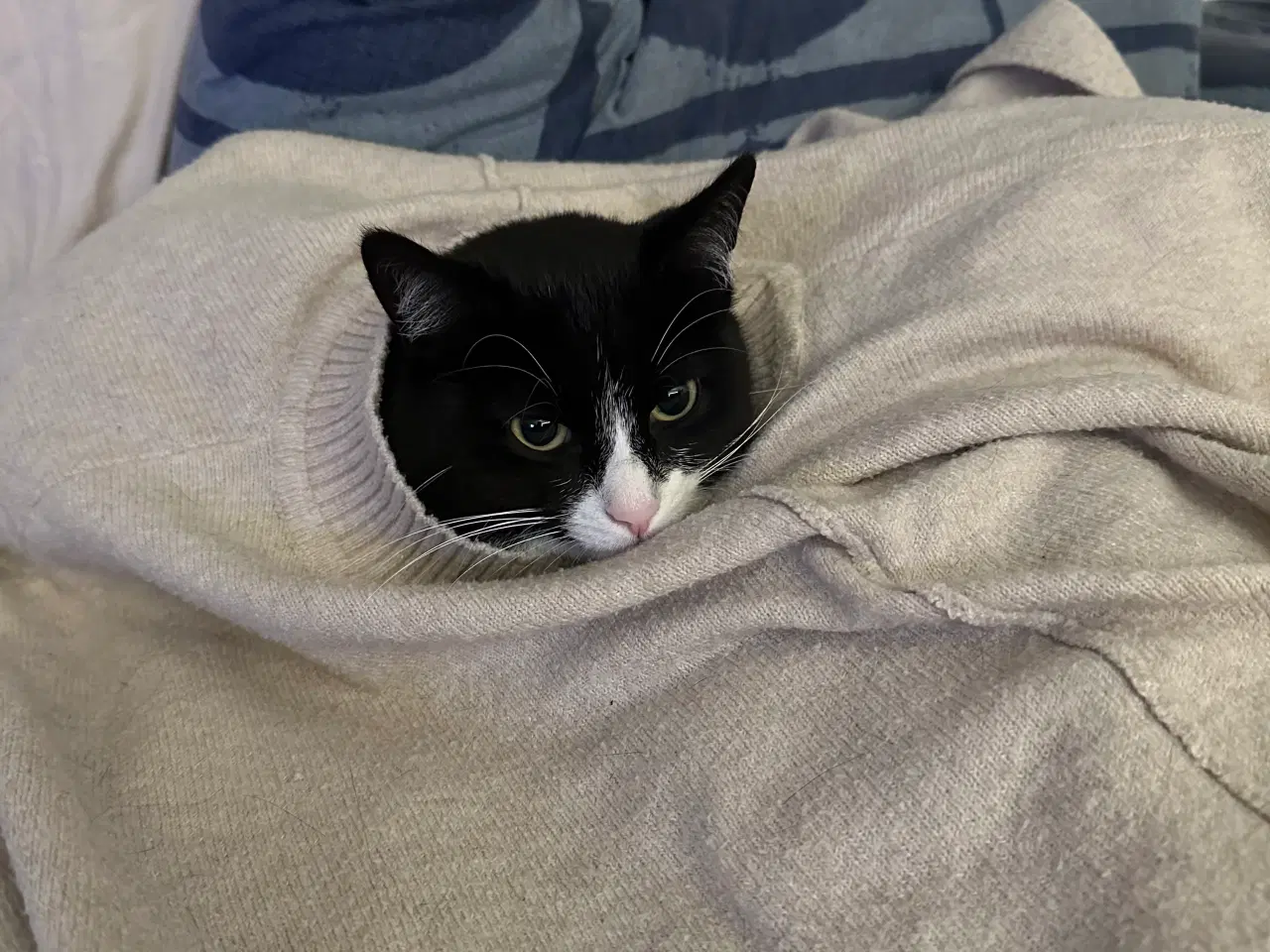 Billede 1 - 🐾 Aya søger nyt kærligt hjem 🐾