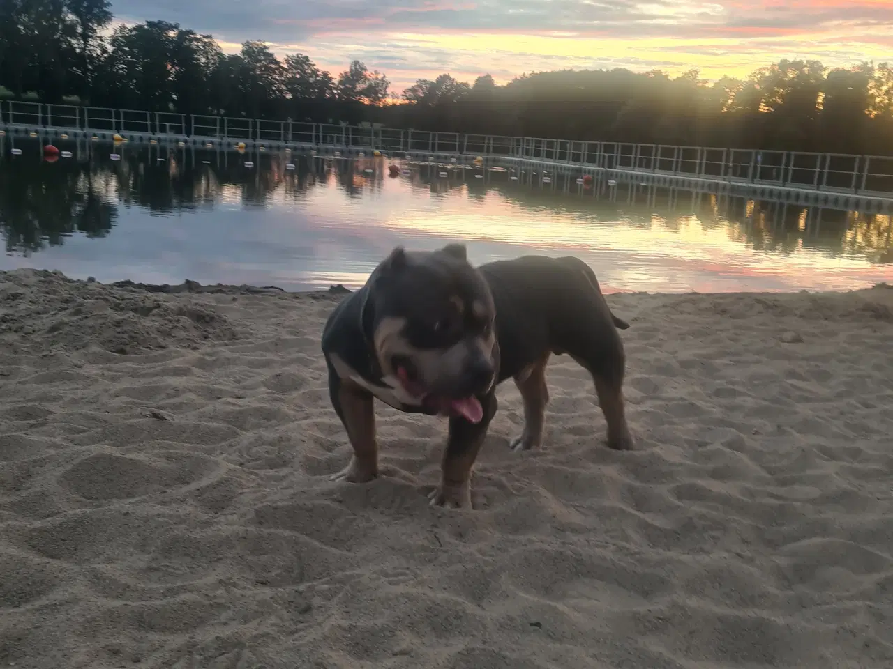 Billede 4 - American Bully Pocket Abkc 