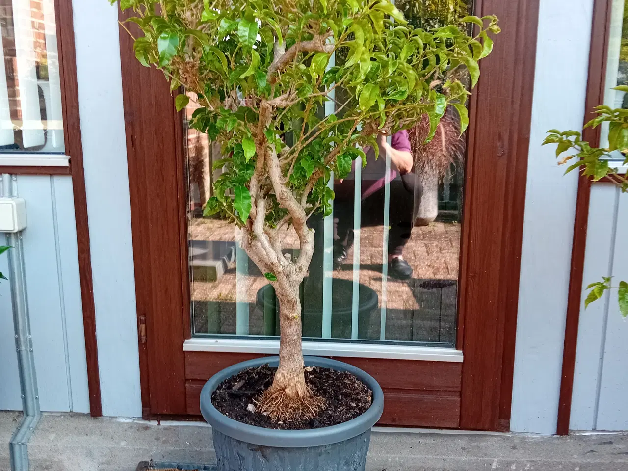 Billede 1 - Bougainvillea