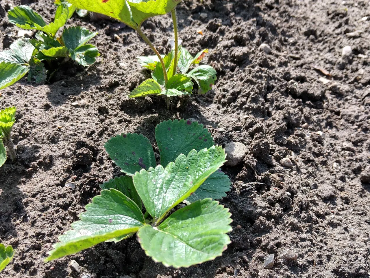 Billede 1 - Jordbær planter honeoye 