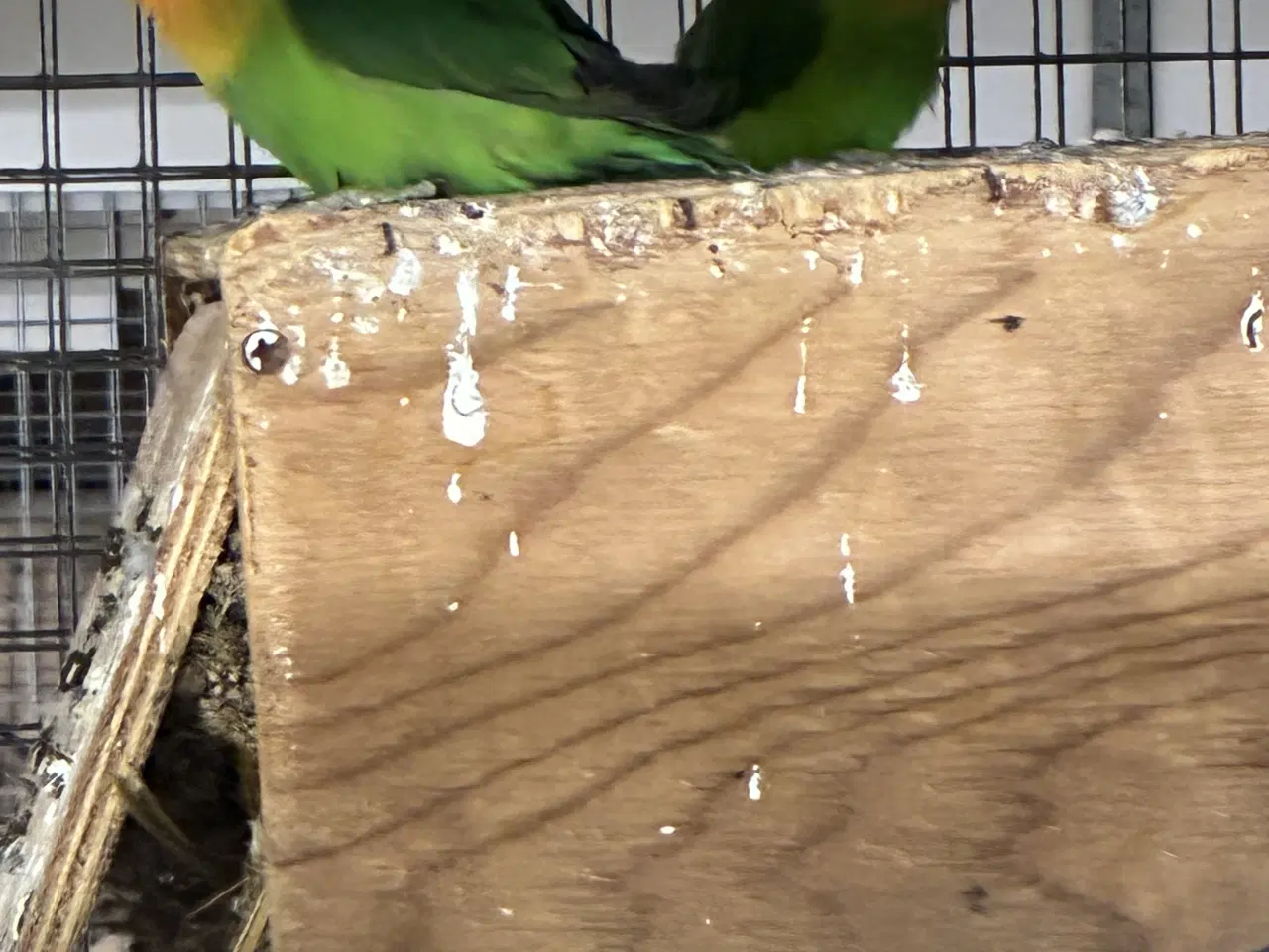 Billede 5 - Dværgpapegøjer 