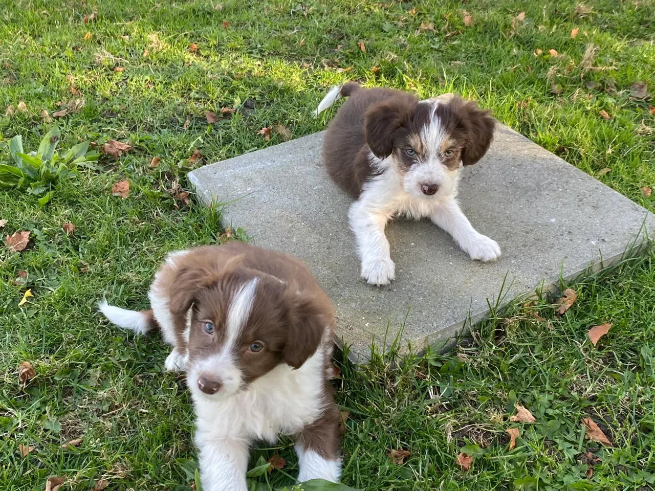 Billede 7 - Border Collie / Powder puff