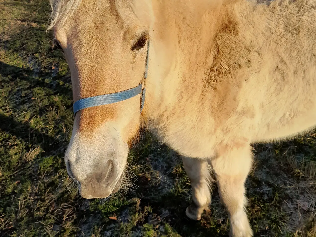 Billede 1 - Fjordhest