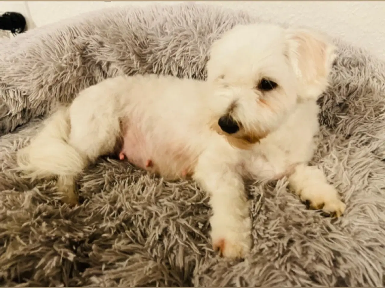 Billede 16 - Coton de tulear - Bomulds bamser