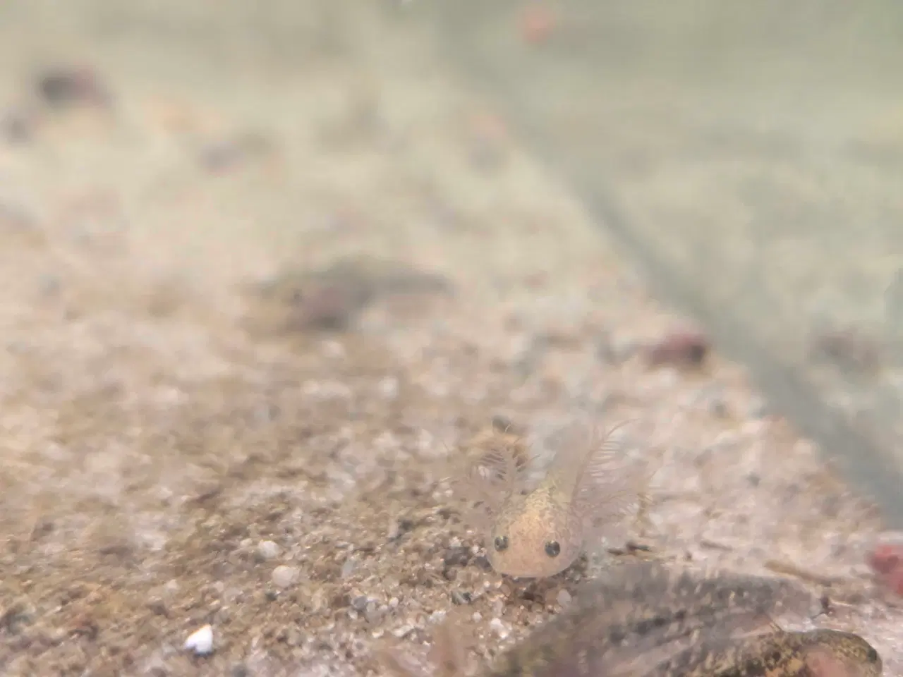 Billede 8 - Axolotl unger fra kendte linjer 