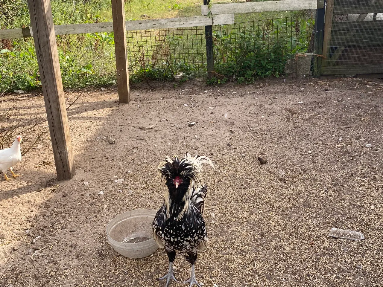 Billede 3 - Polish chickens