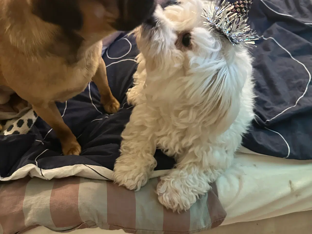 Billede 6 - Hunde valpe malteserblanding