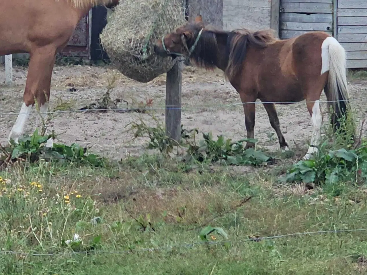 Billede 5 - Betten meget sød hingst 