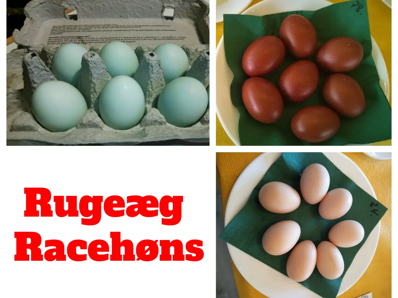 Billede 5 - Blå Araucana rugeæg