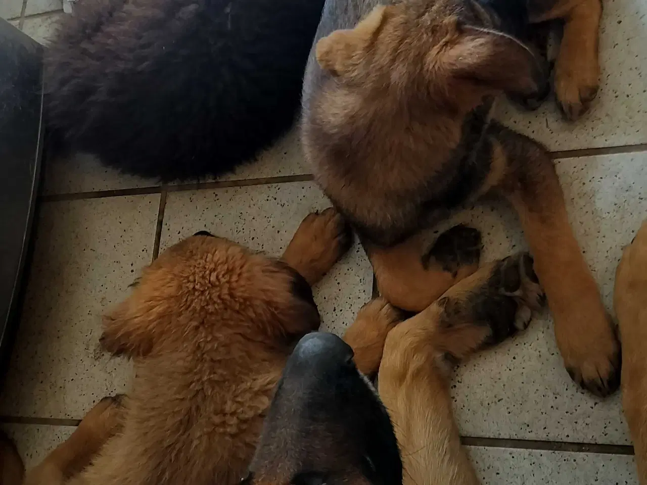 Billede 4 - Mor sankt Bernhard og far schæfer 