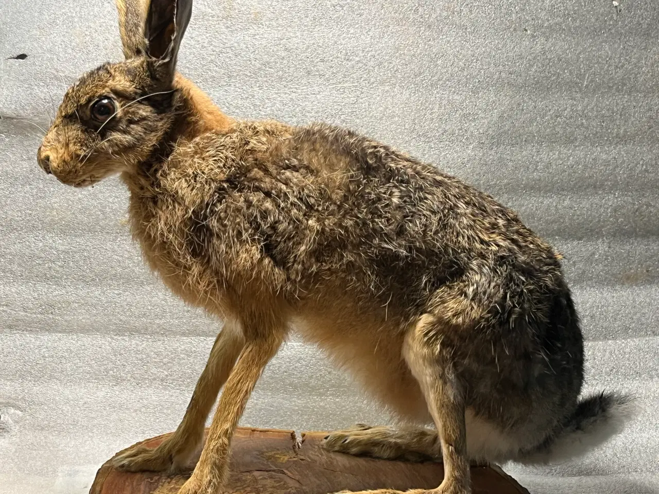 Billede 1 - Udstoppet Hare på træskive
