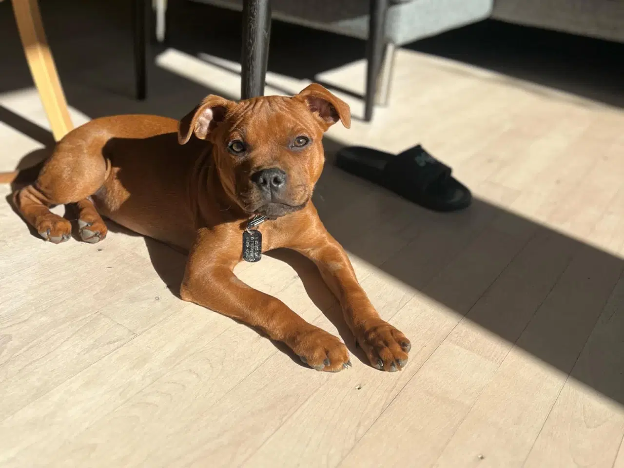Billede 5 - Staffordshire Bull Terrier DKK