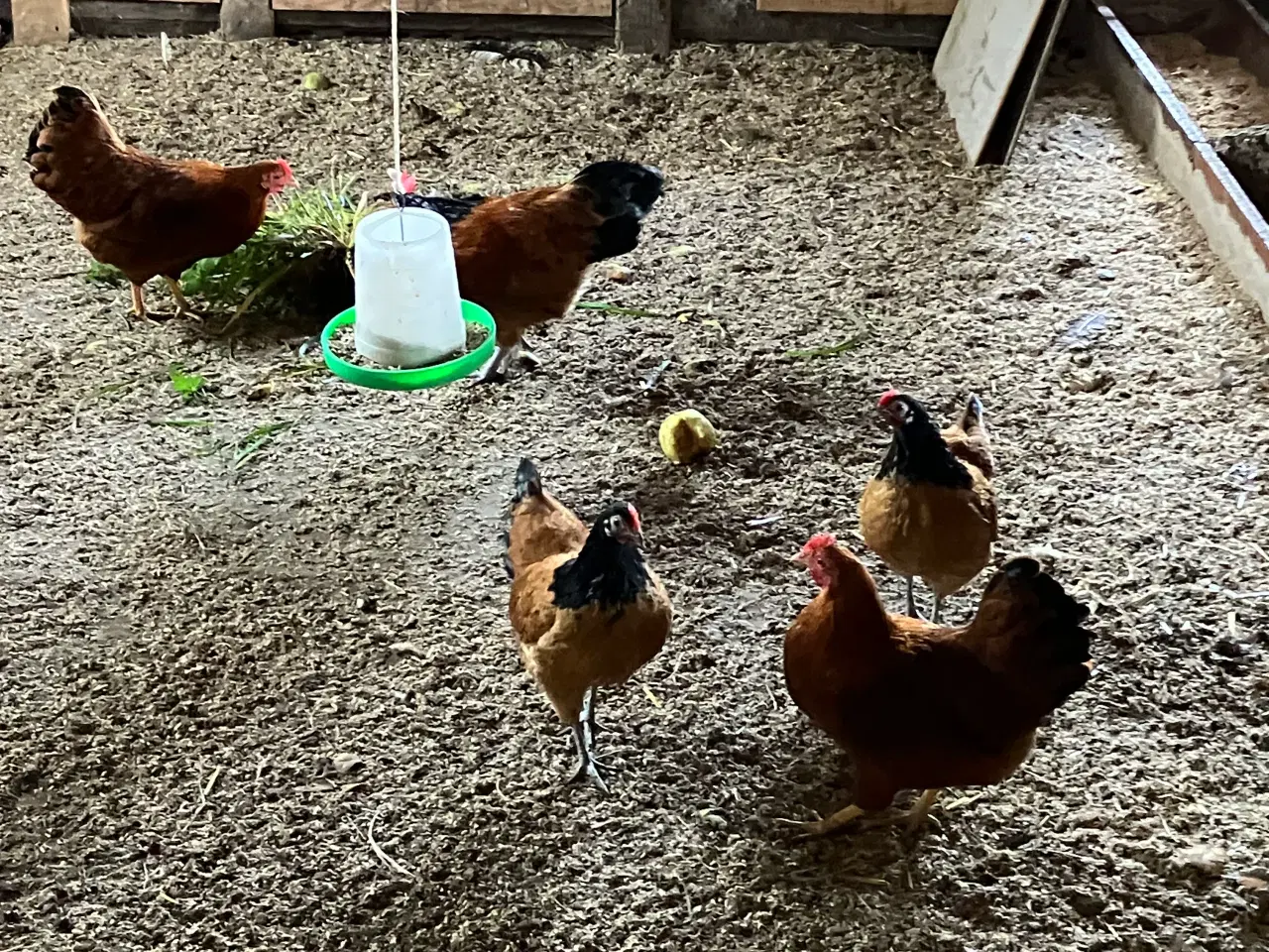Billede 1 - Dværghønseflok