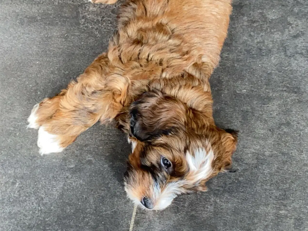 Billede 12 - Han hund tilbydes til avl