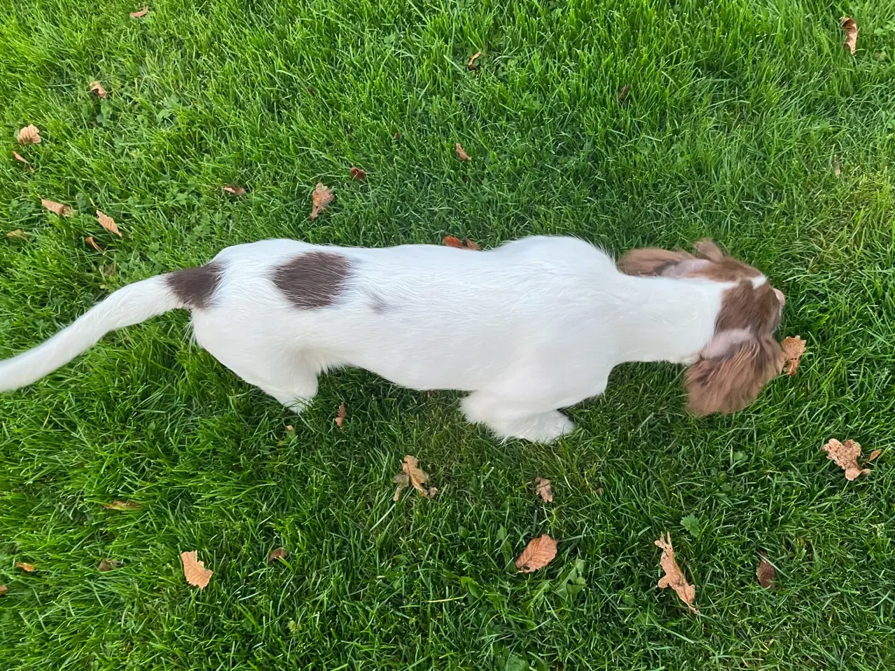 Billede 4 - Ft springer spaniel