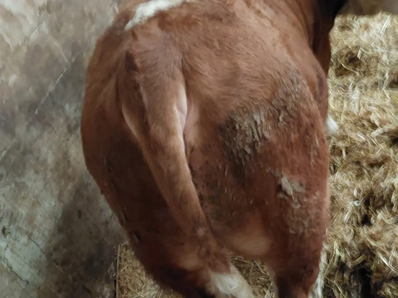 Billede 4 - Simmentaler tyr