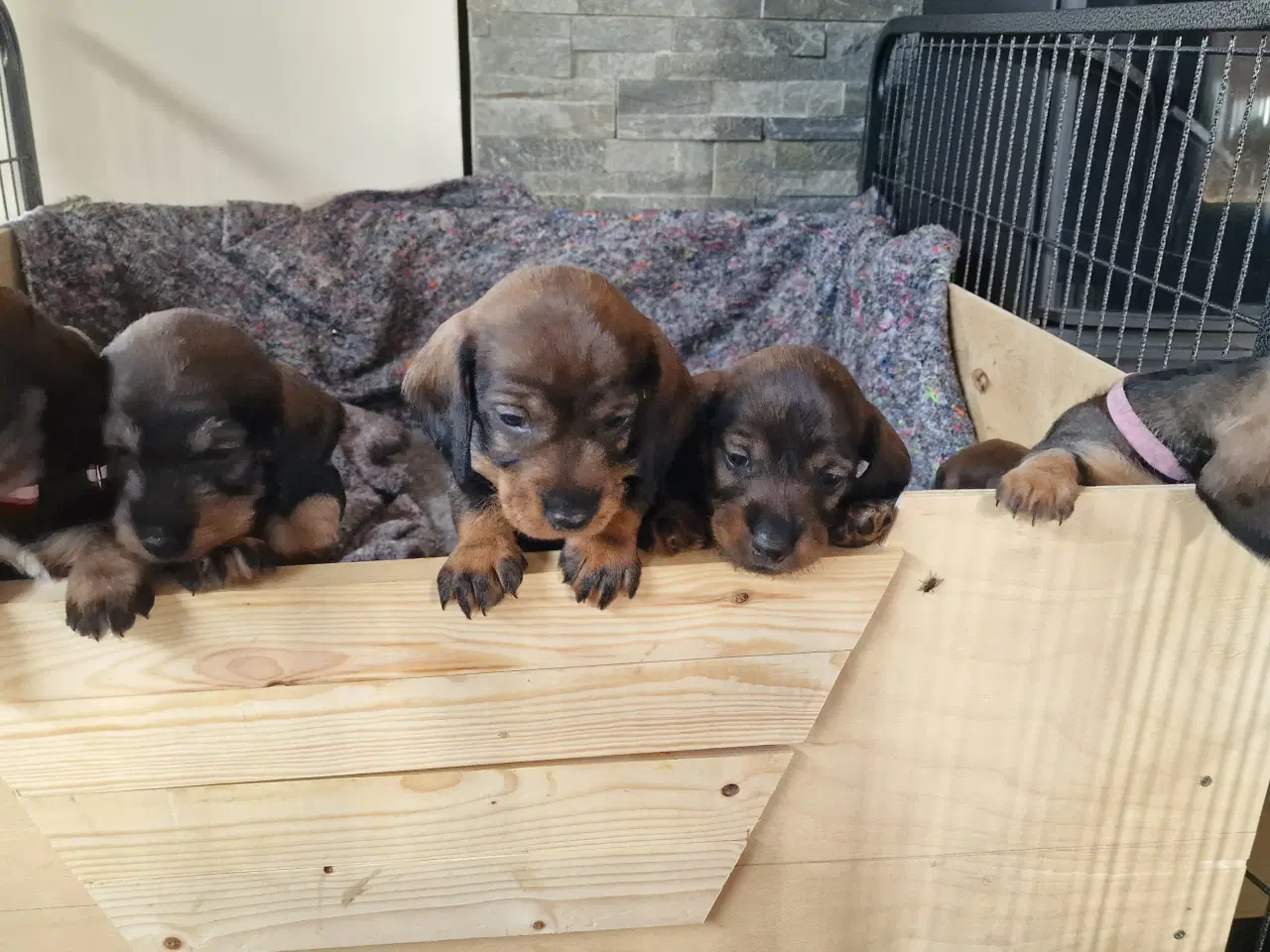 Billede 12 - Ruhårdet vildfarvet standard gravhunde 