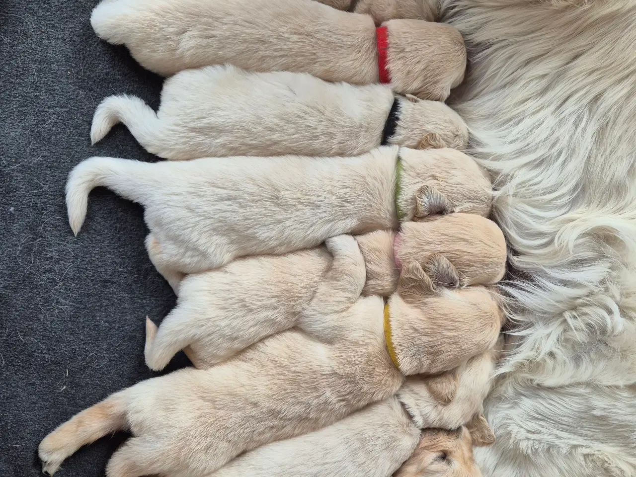 Billede 10 - Golden retriever hvalpe