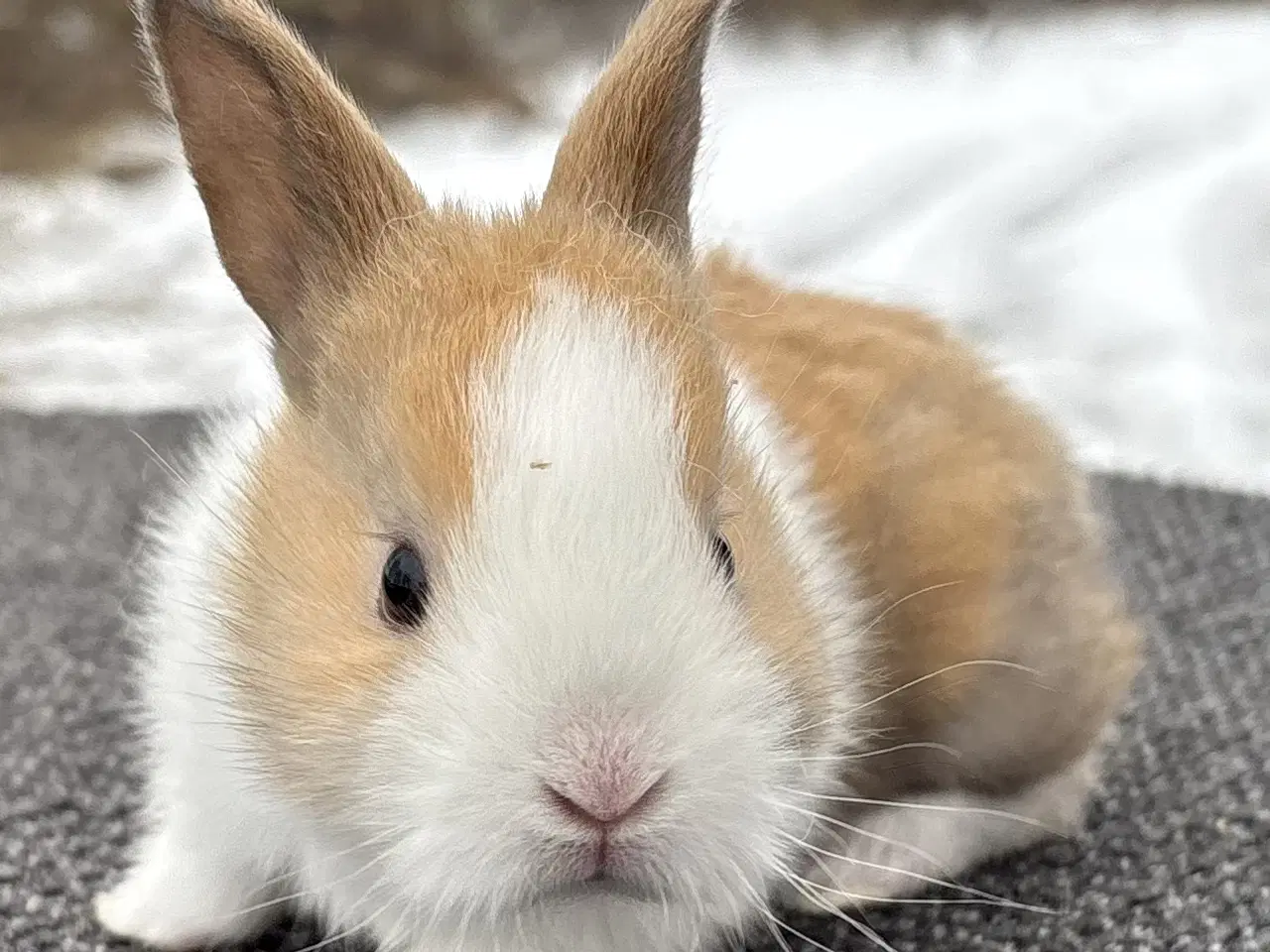 Billede 1 - HOLLÆNDER HAN MADAGASCAR