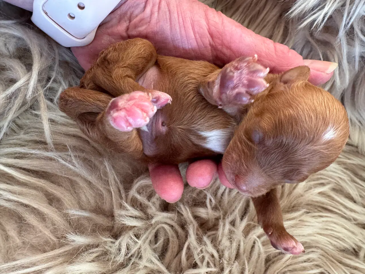 Billede 7 - Maltipoo til efterårs ferien ?