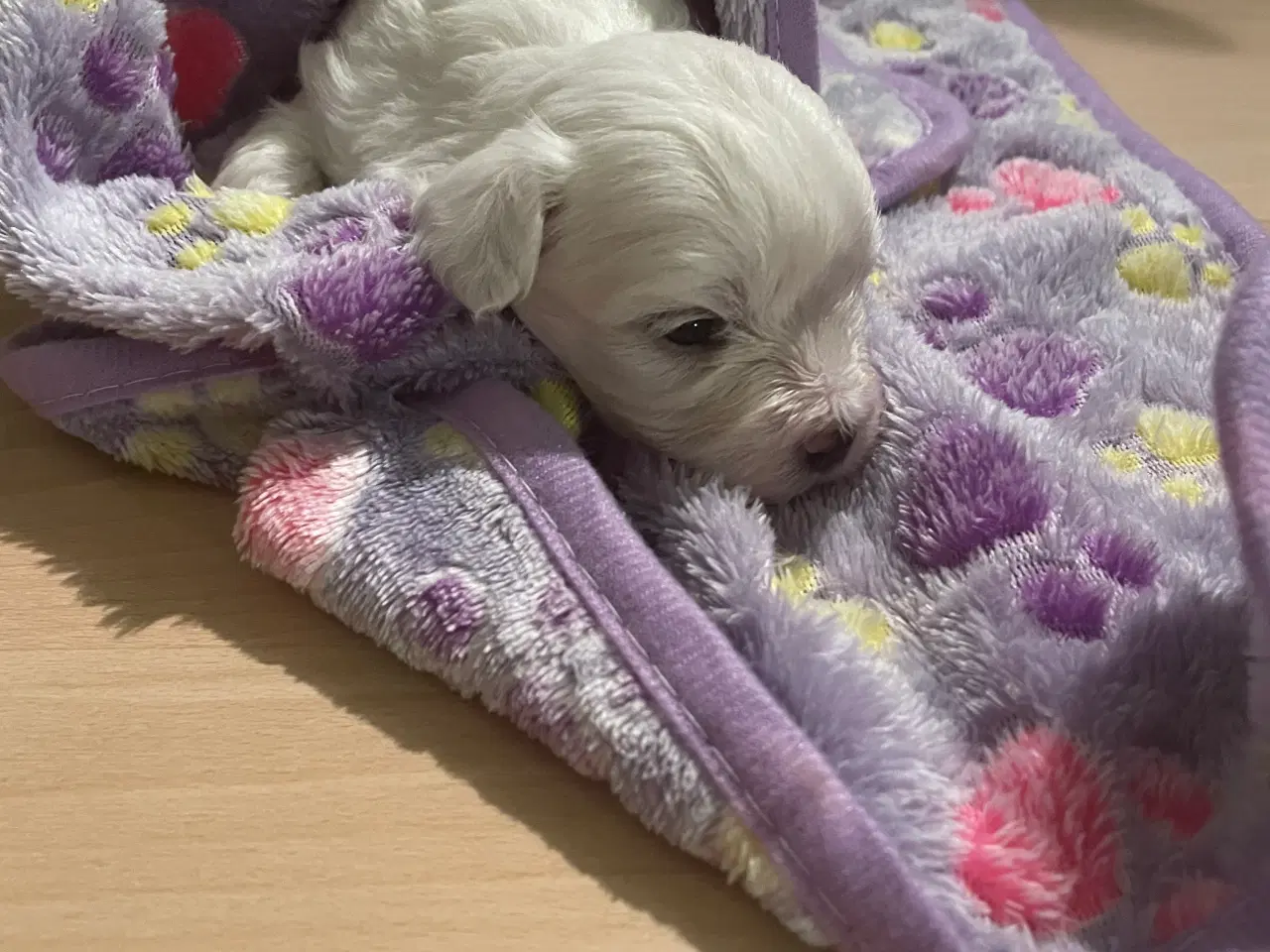 Billede 10 - Malteser hvalpe
