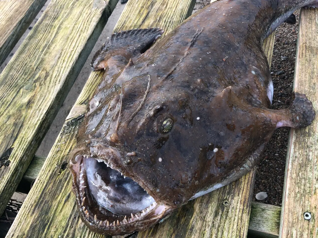 Billede 7 - 100 % Håndsyede garn til alle slags fladfisk.