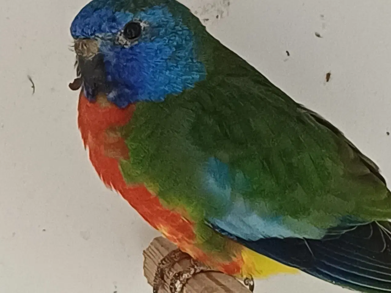 Billede 2 - Splendid