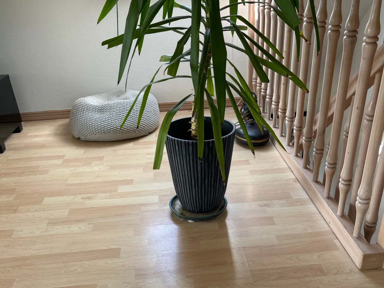 Billede 3 - Yucca plante