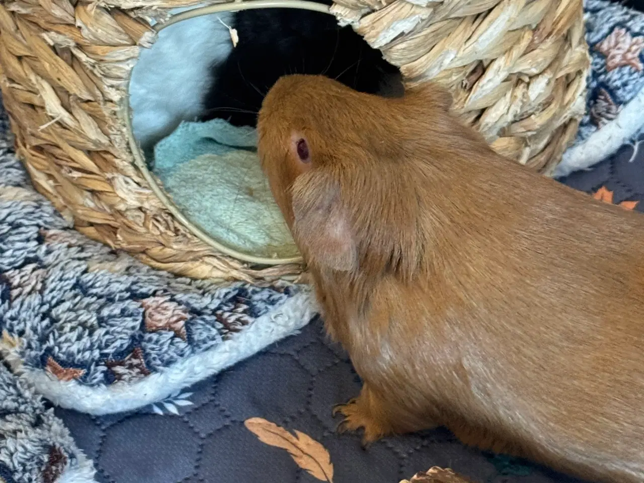 Billede 2 - 2 marsvin hunner 6 mdr. gamle